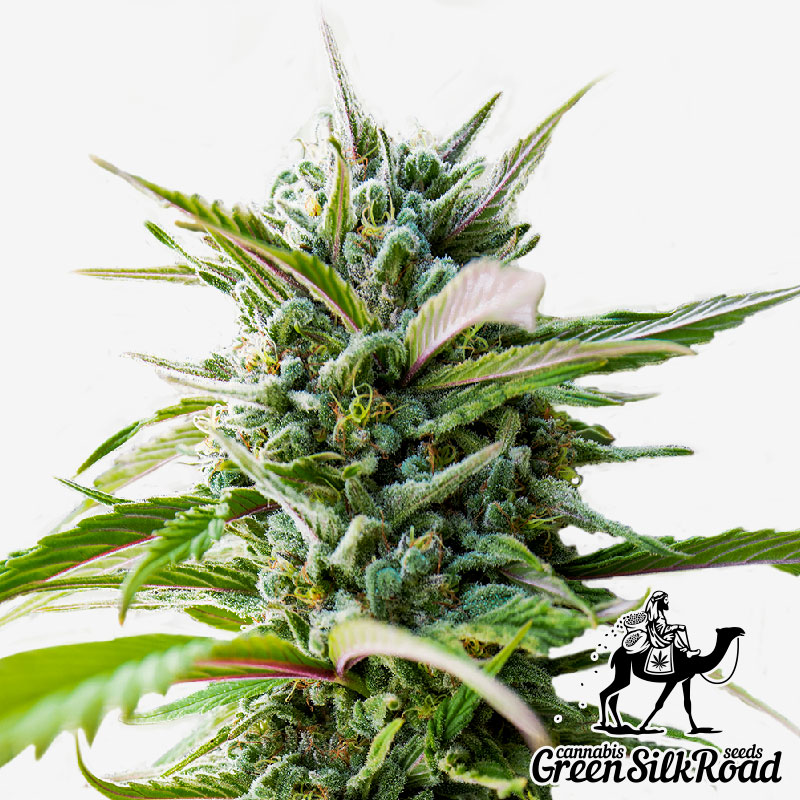 Super Skunk Feminised - Semillas De Marihuana & Cannabis